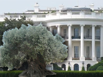 Αρχαία κρητική ελιά στον Λευκό Οίκο